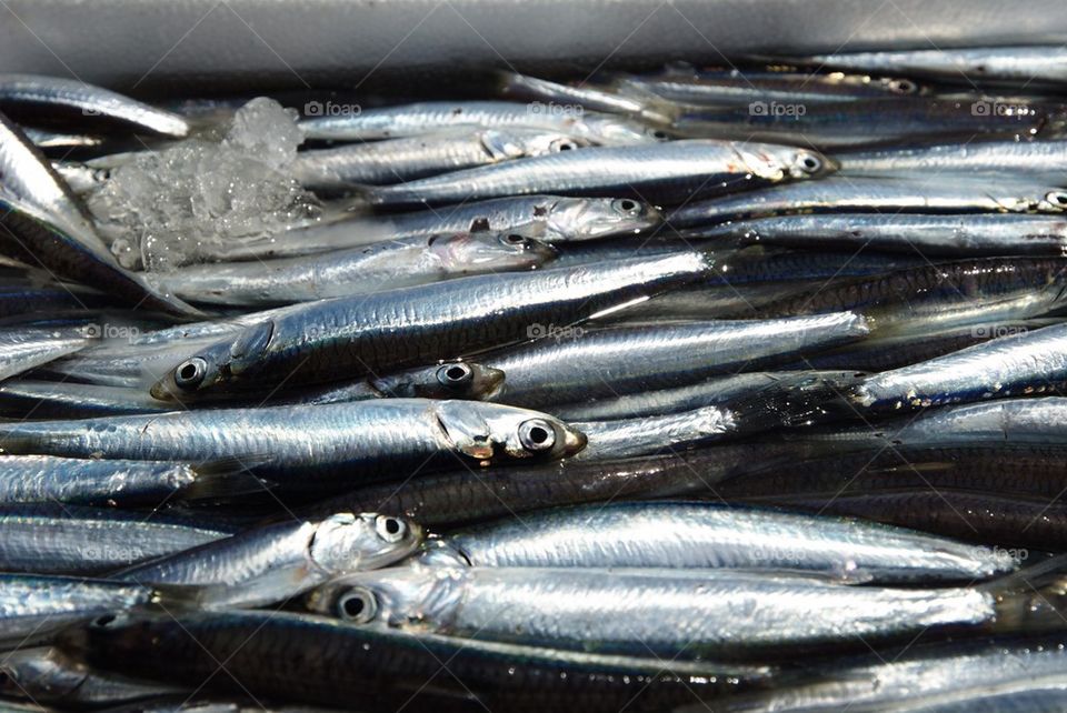 Fresh anchovies in a box with ice