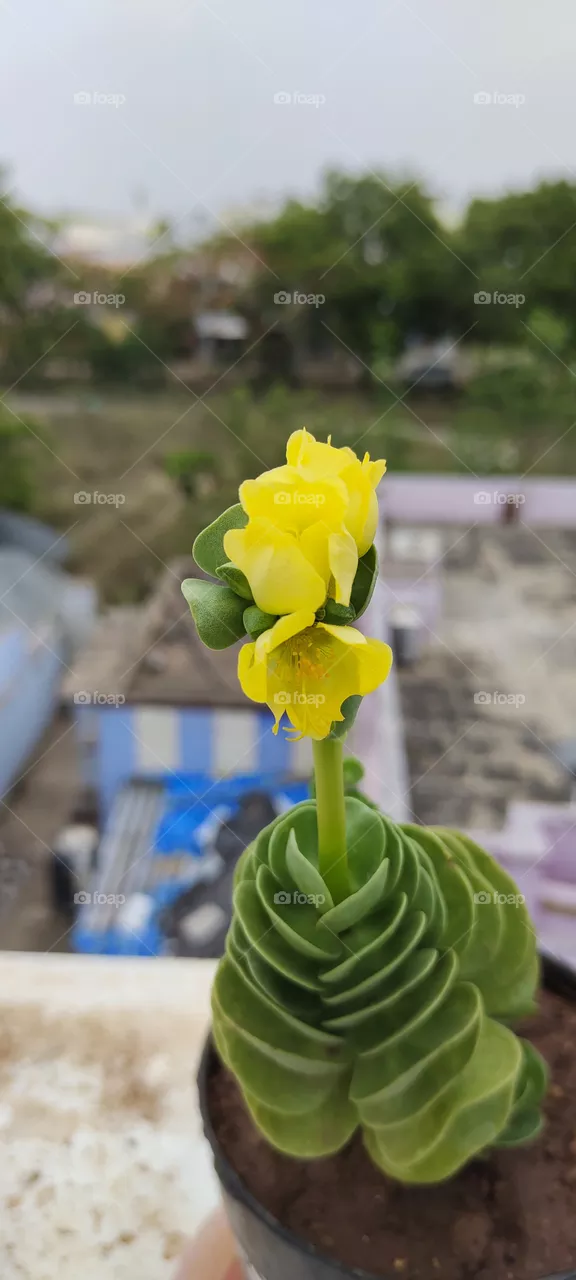 yellow flowers