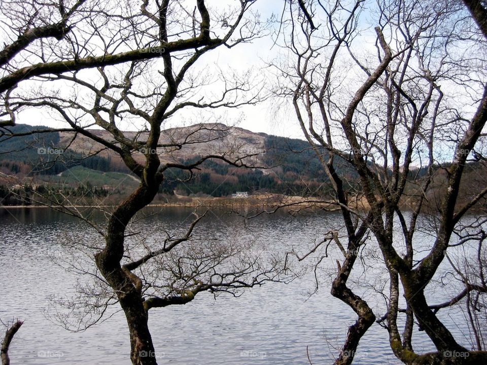 View through the trees