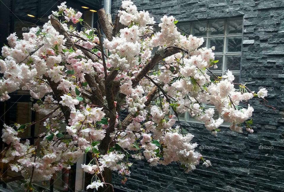 blooming tree
