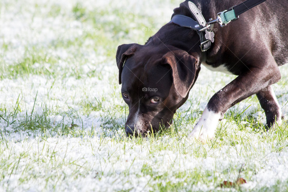 First snow puppy dog , första snön hund valp Amstaff 
