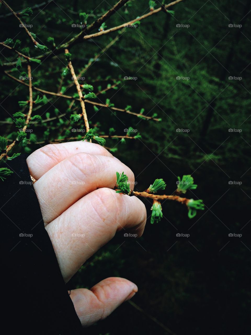 Larch tree 