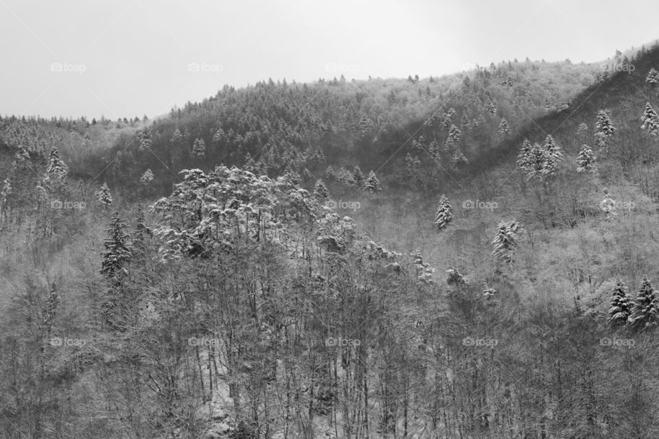 woods covered with snow during winter. Slovakia