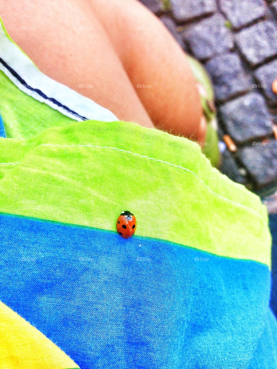 ladybug landing