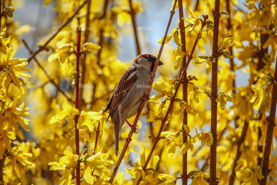 Sparrow bird is on the yellow blooming tree