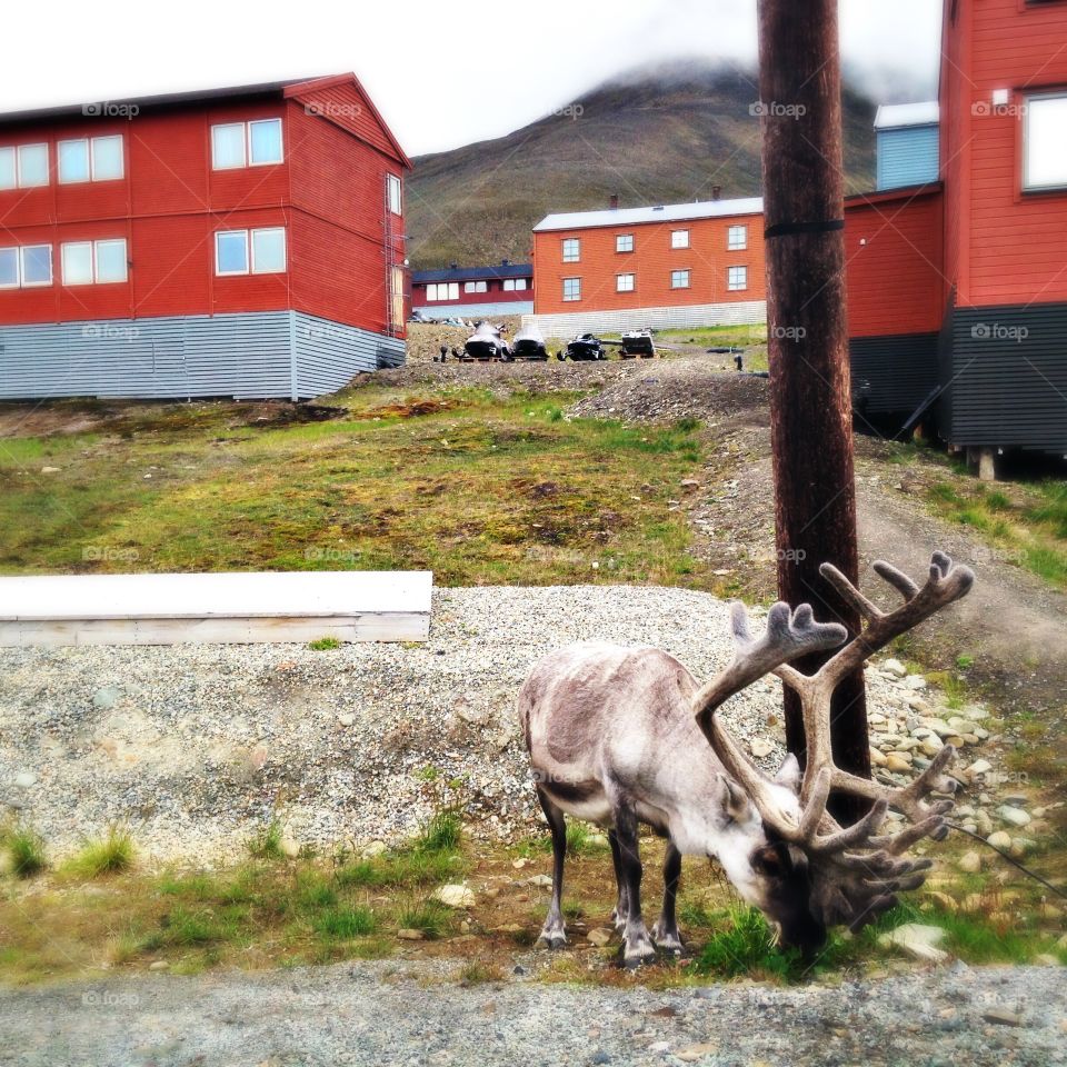 A reindeer hangs by the side of the road in Longyearbyen, Svalbard.