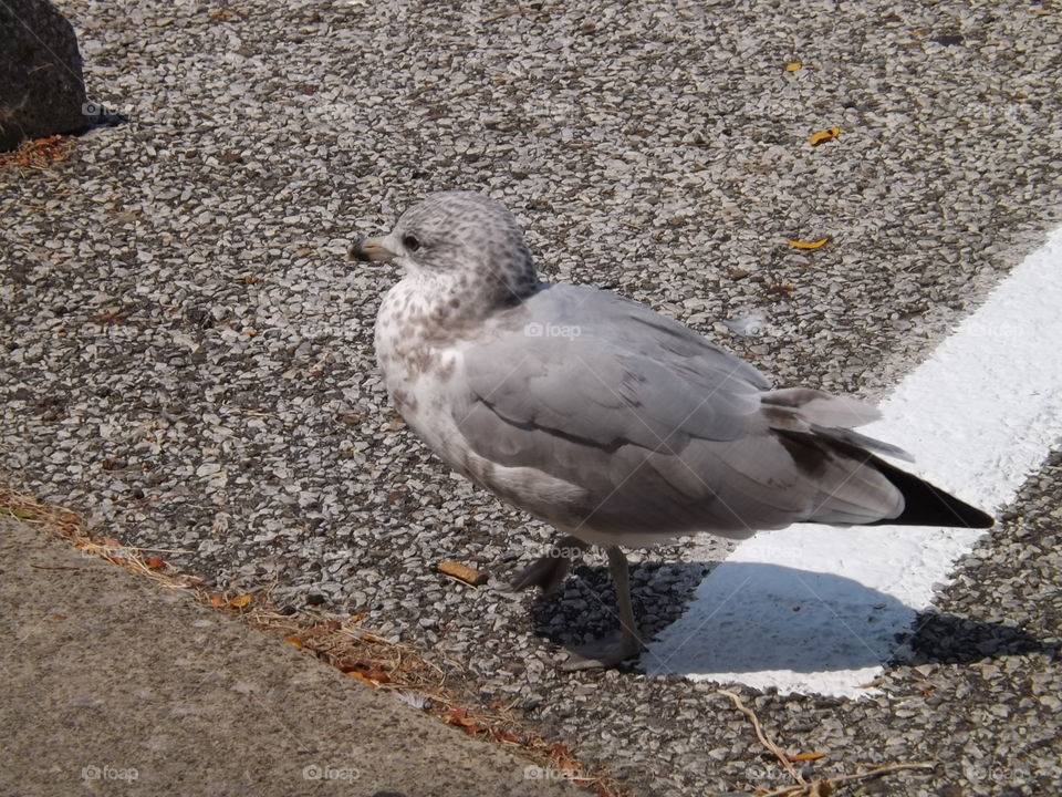 Seagull On The Parking Lot
