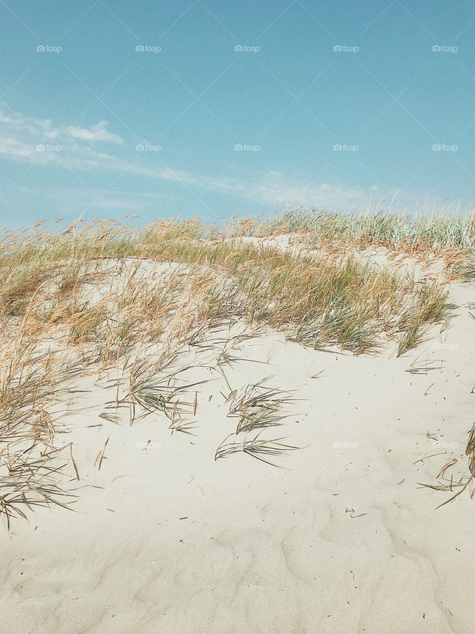 Beautiful summer view with beach sand dunes and grass 