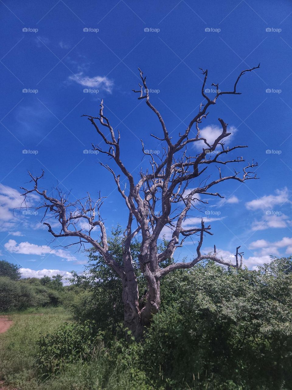 Dead tree against a blue sky