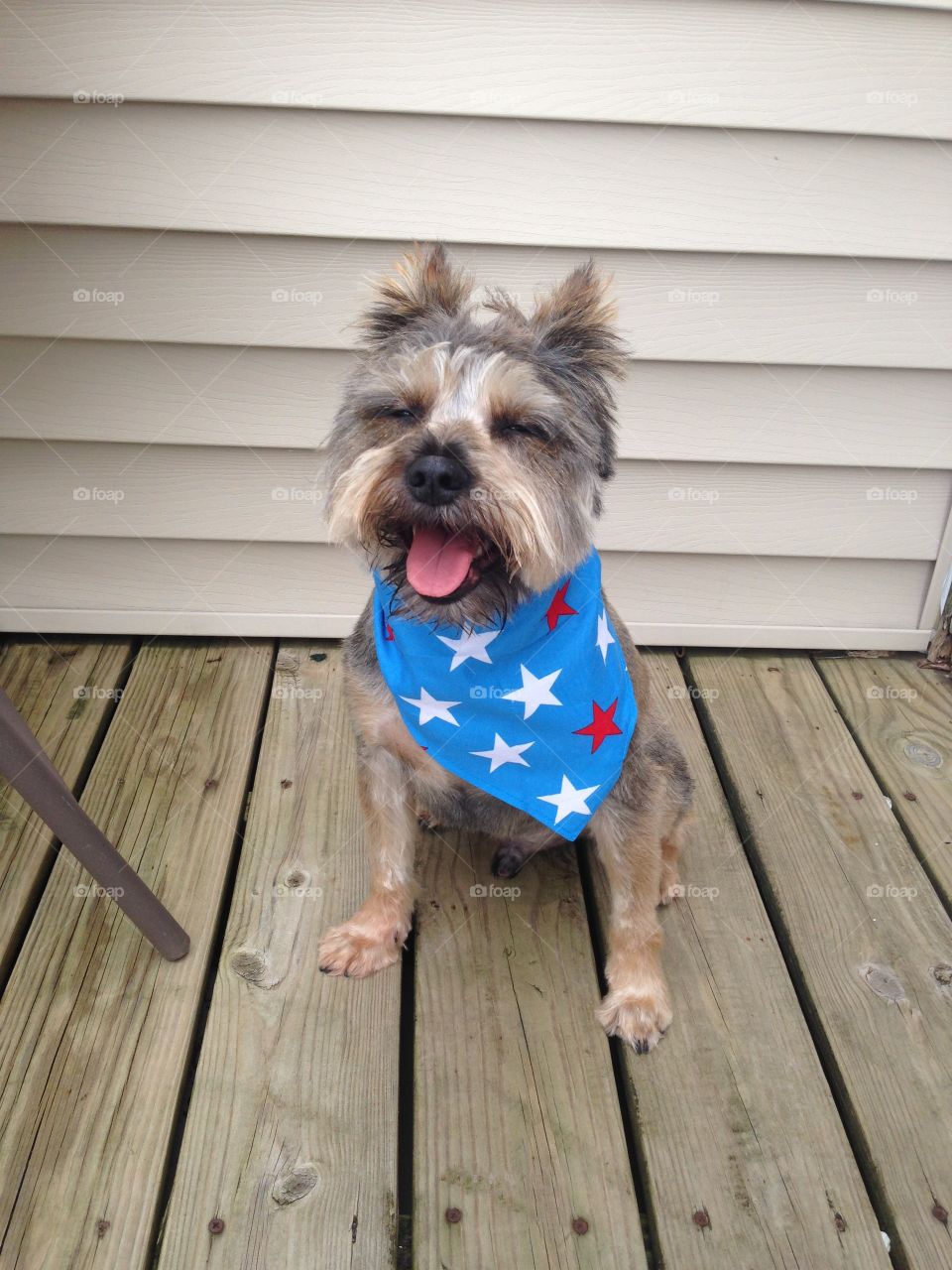 Happy, patriotic pup!