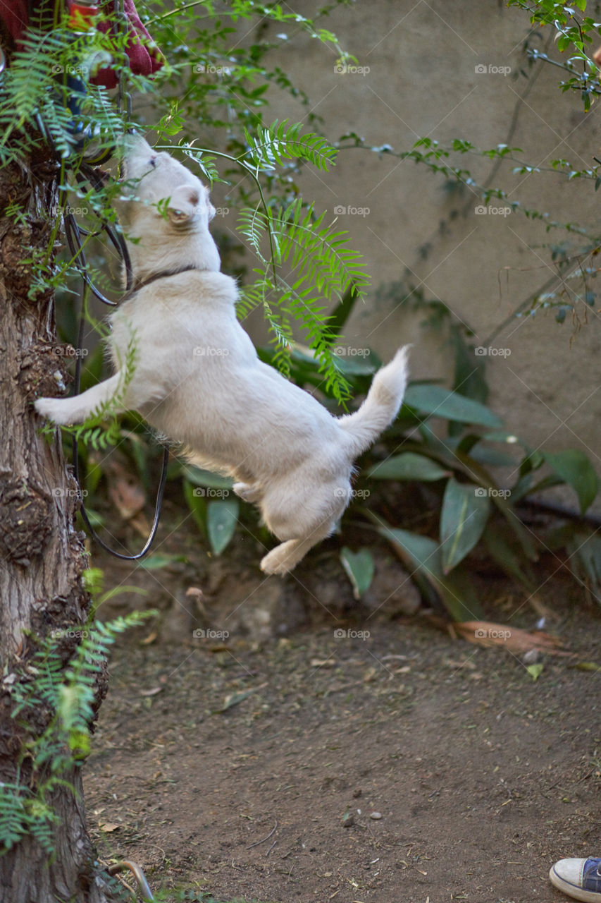 Side view of a dog jumping