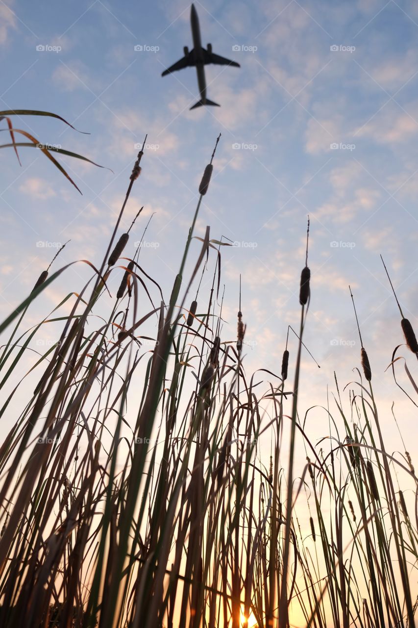 thatch grass