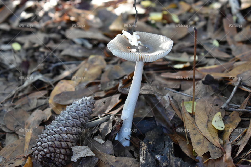 Mushroom in the woods