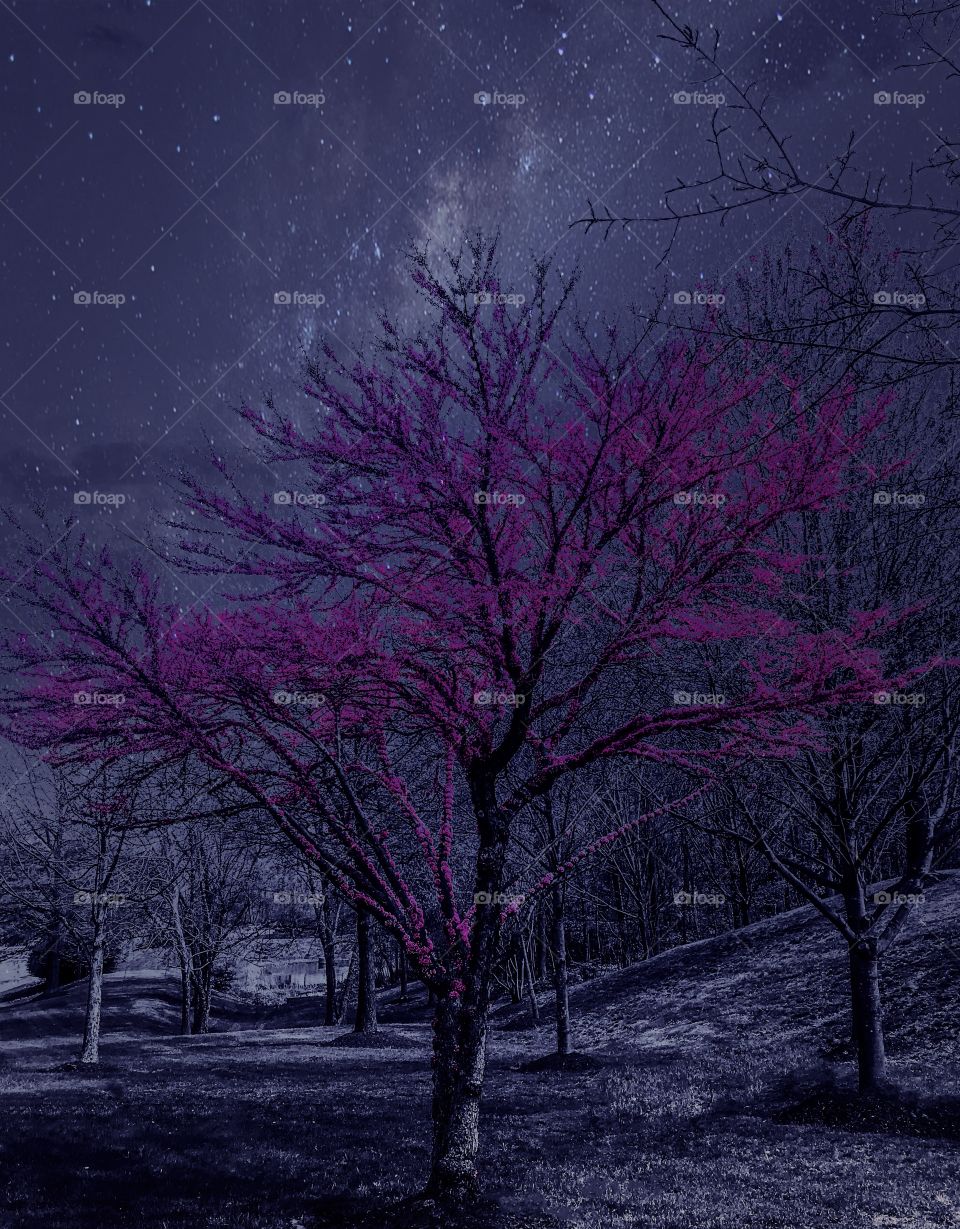 Radiate tree in the night