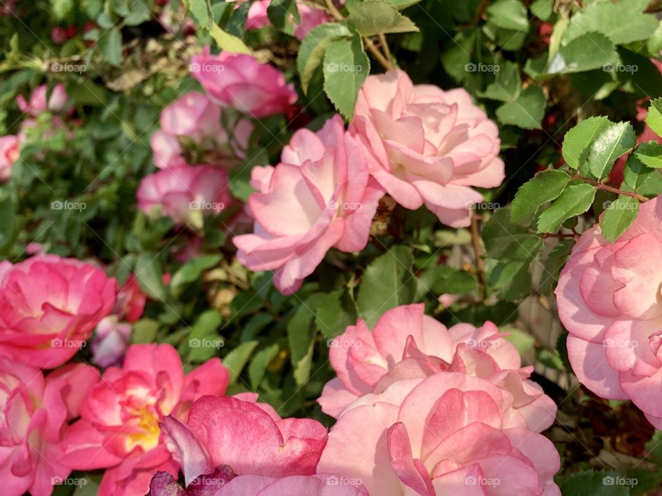 Pink roses in sunlight