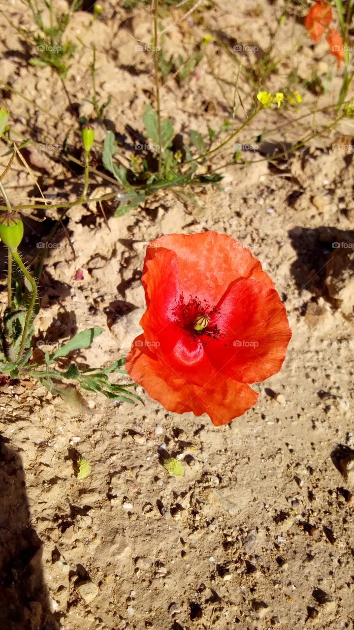 flower وردة