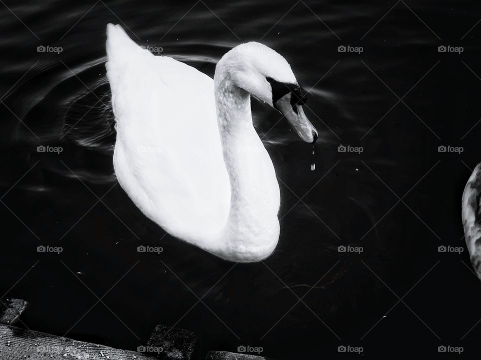 monochrome swan
