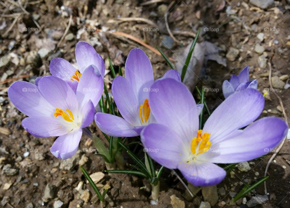 Purple crocus flowers. The first sign of spring in my city garden in downtown Lancaster, PA.