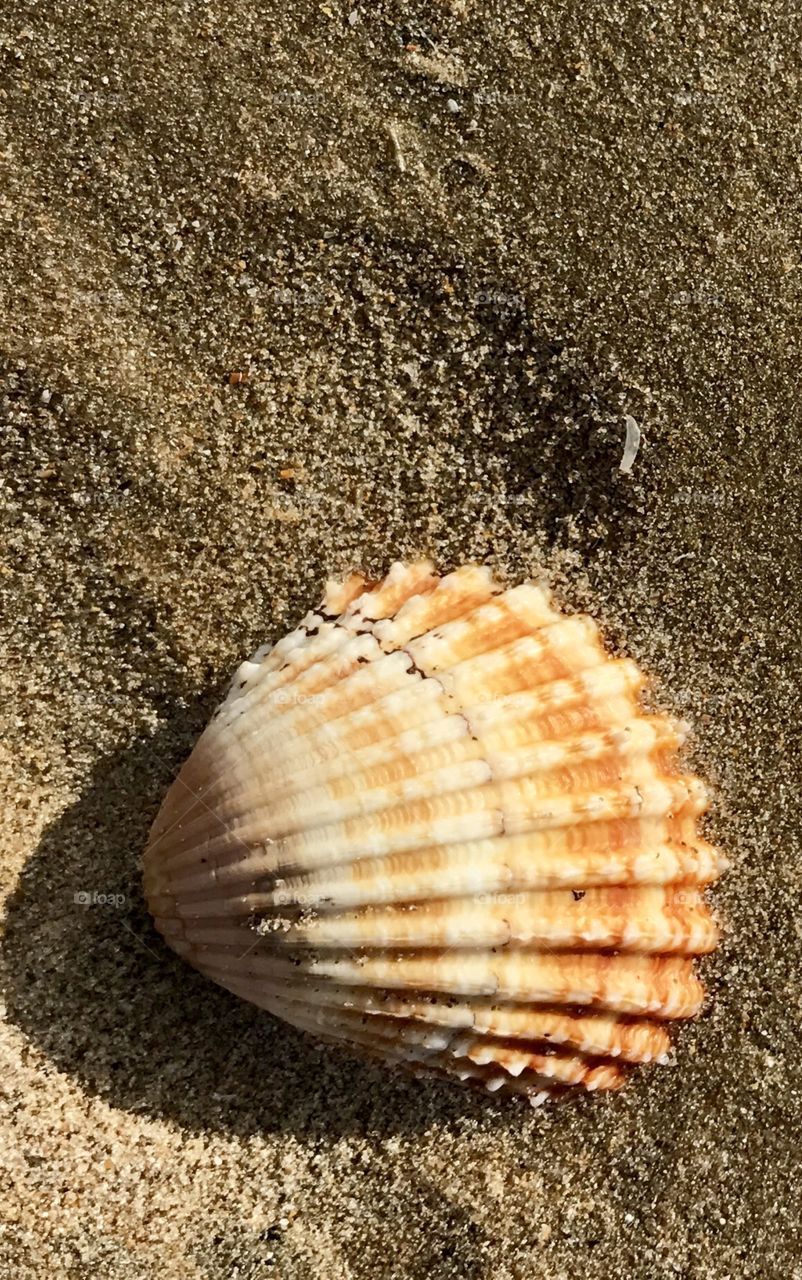 Shell
