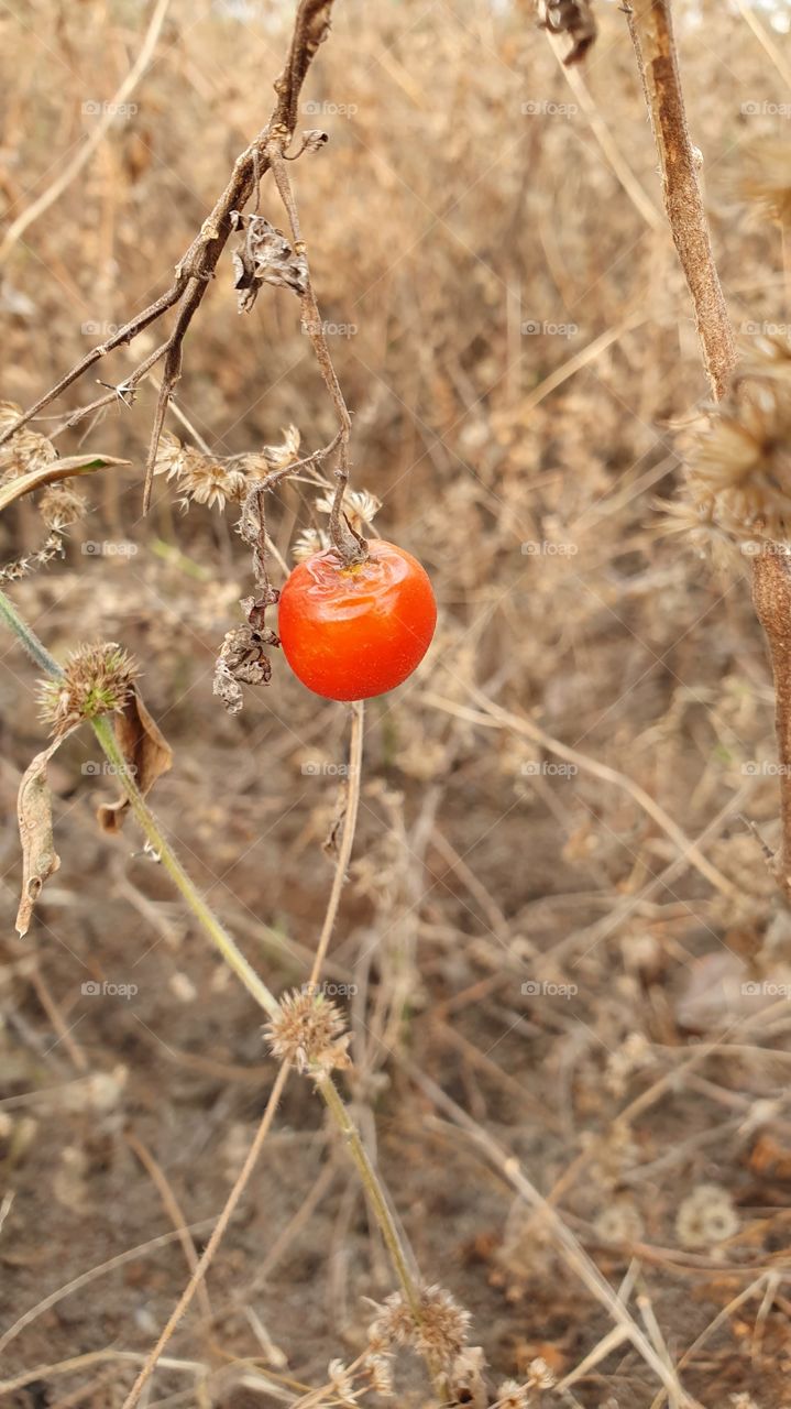 small red tomato