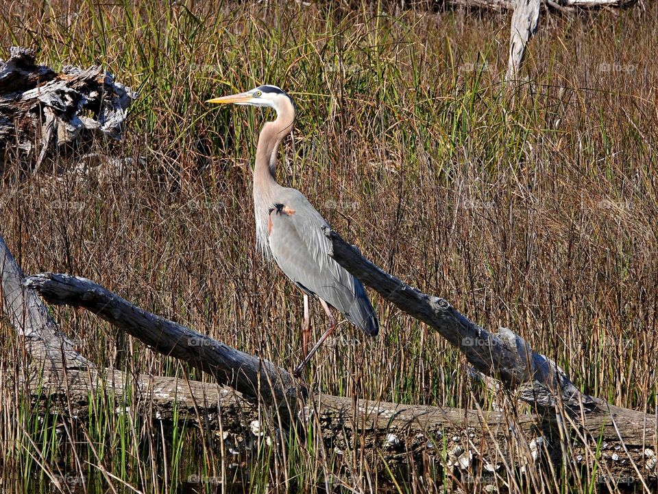 Blue Heron wading through the marsh. They are expert fishers. Herons snare their aquatic prey by walking slowly, or standing still for long periods of time and waiting for fish to come within range of their long necks and blade-like bills.