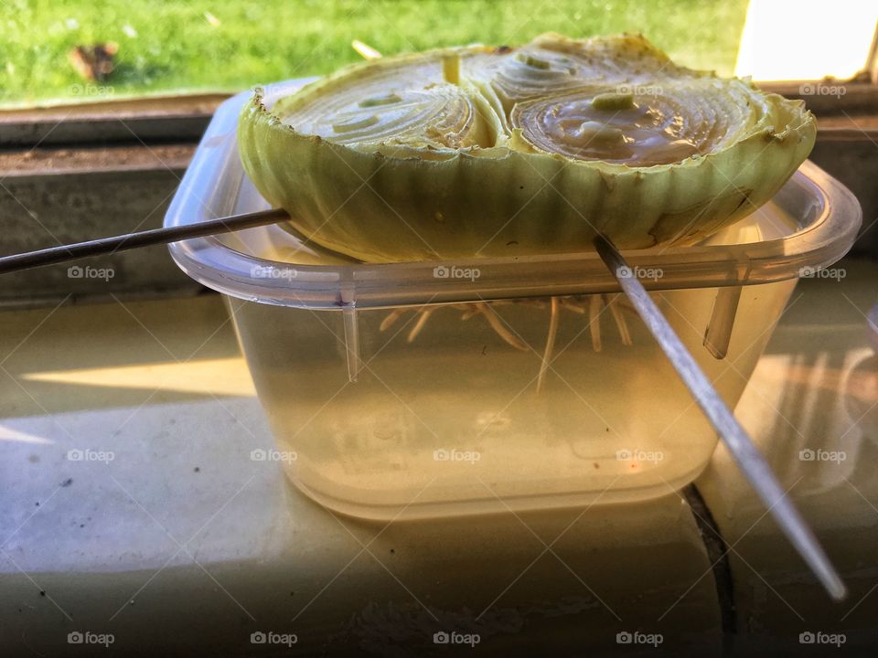 Re growing onion in a sunny windowsill 
