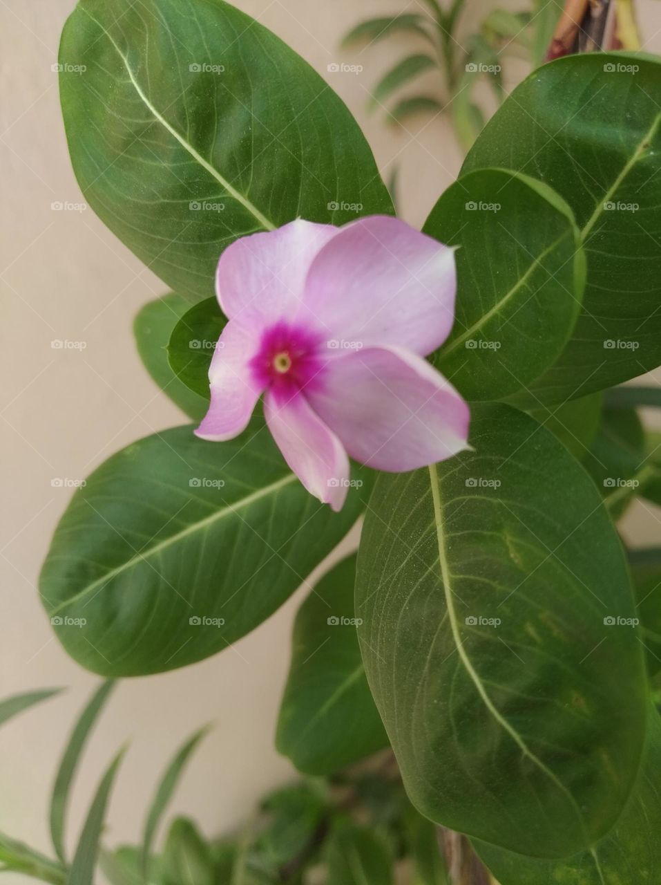 periwinkle pink flower seasonal fresh shurb small size looks very beautiful generally found everywhere