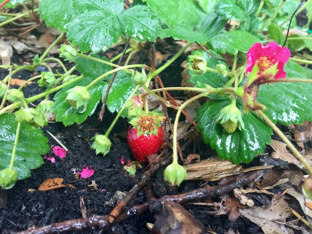 Strawberries 