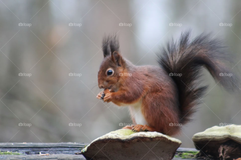 Squirrel posture eating and posing for a portrait in the woods, winter times!