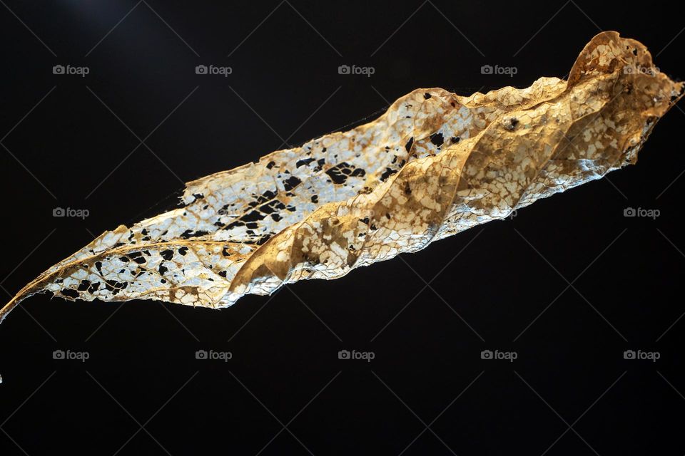 The color fades, the branches wither and the shape remains