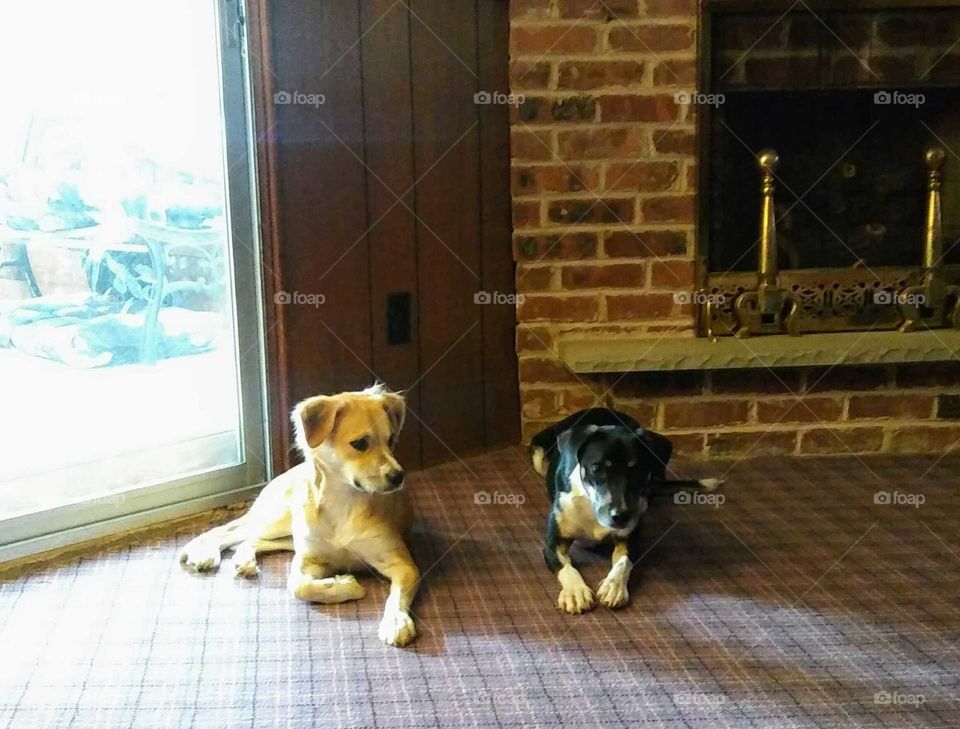 my rescue puppies