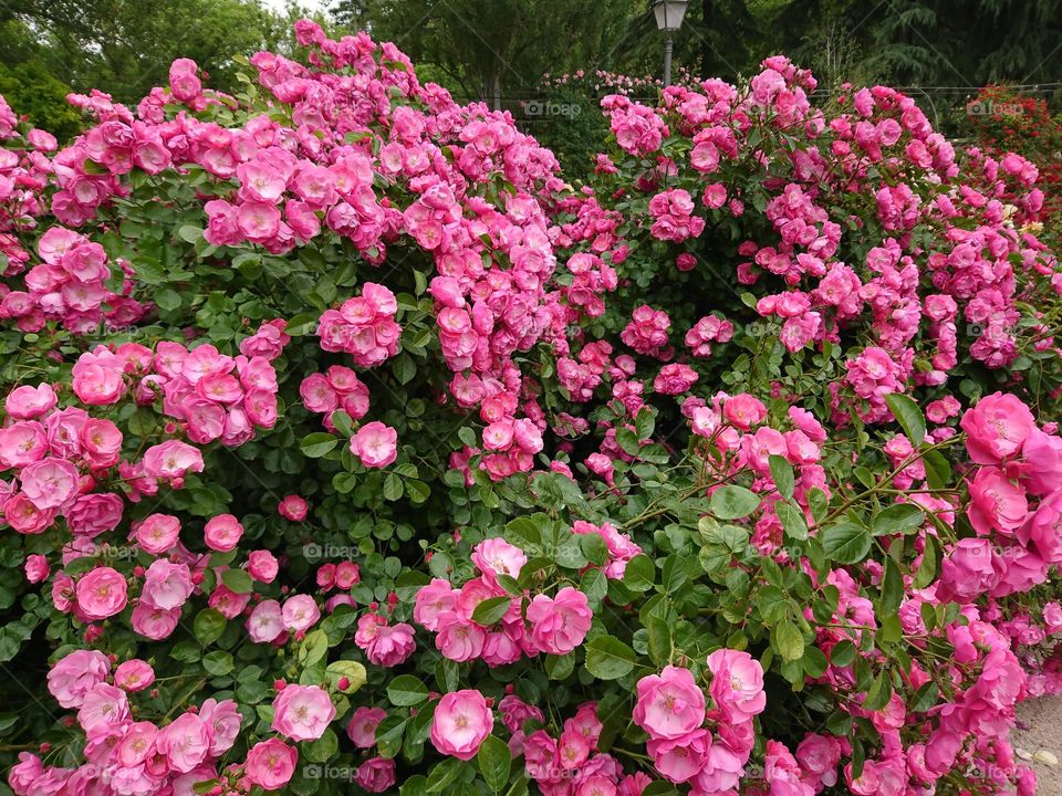 Flores desenfrenados