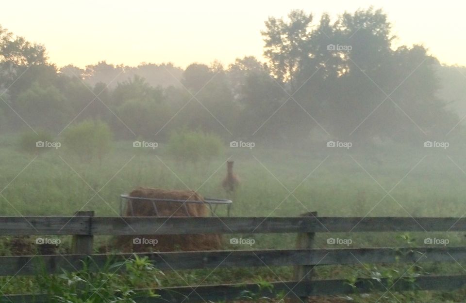 Sweet Amarah Coming Out of the Mist