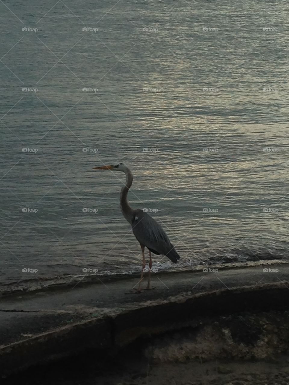 Heron