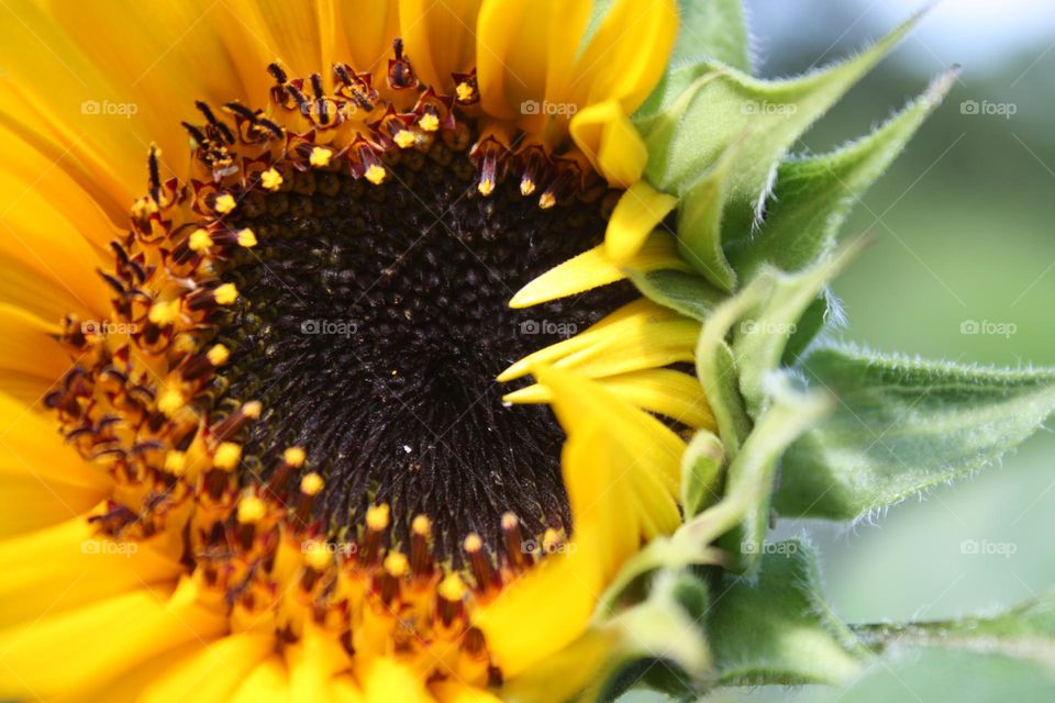 sunflower