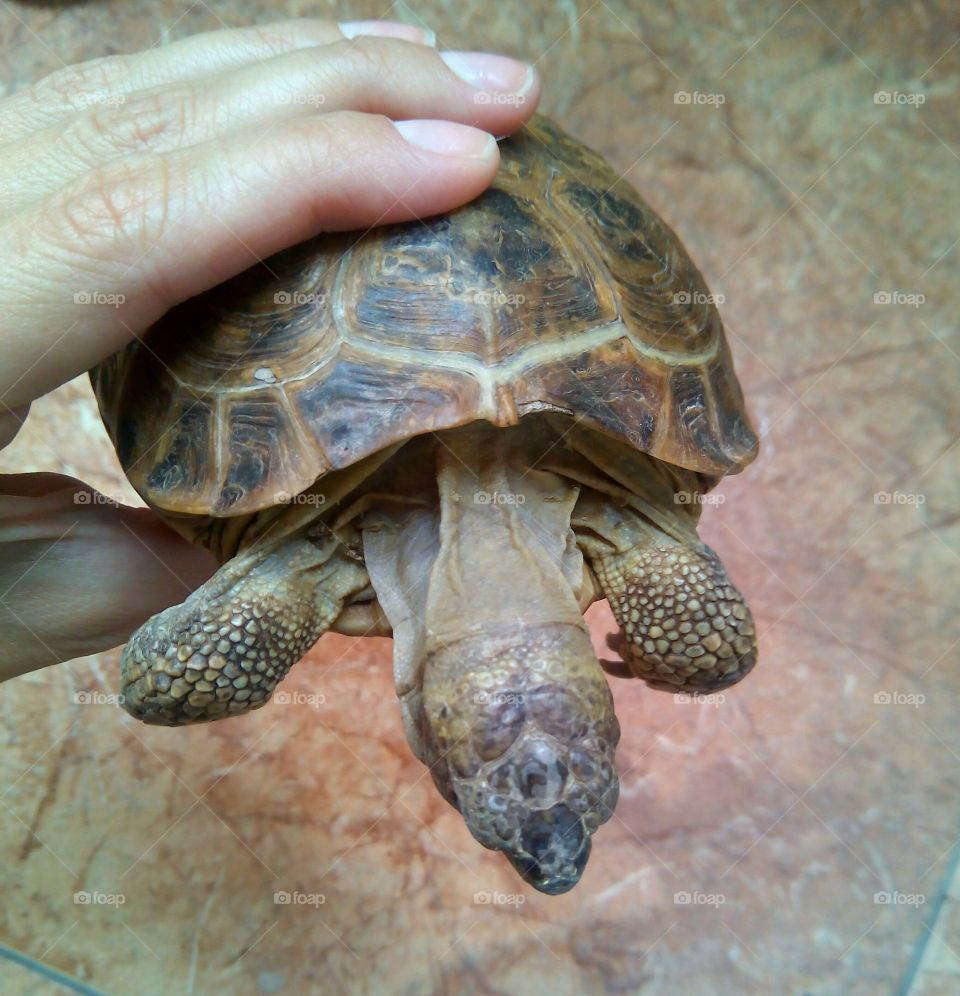 turtle pet in hand