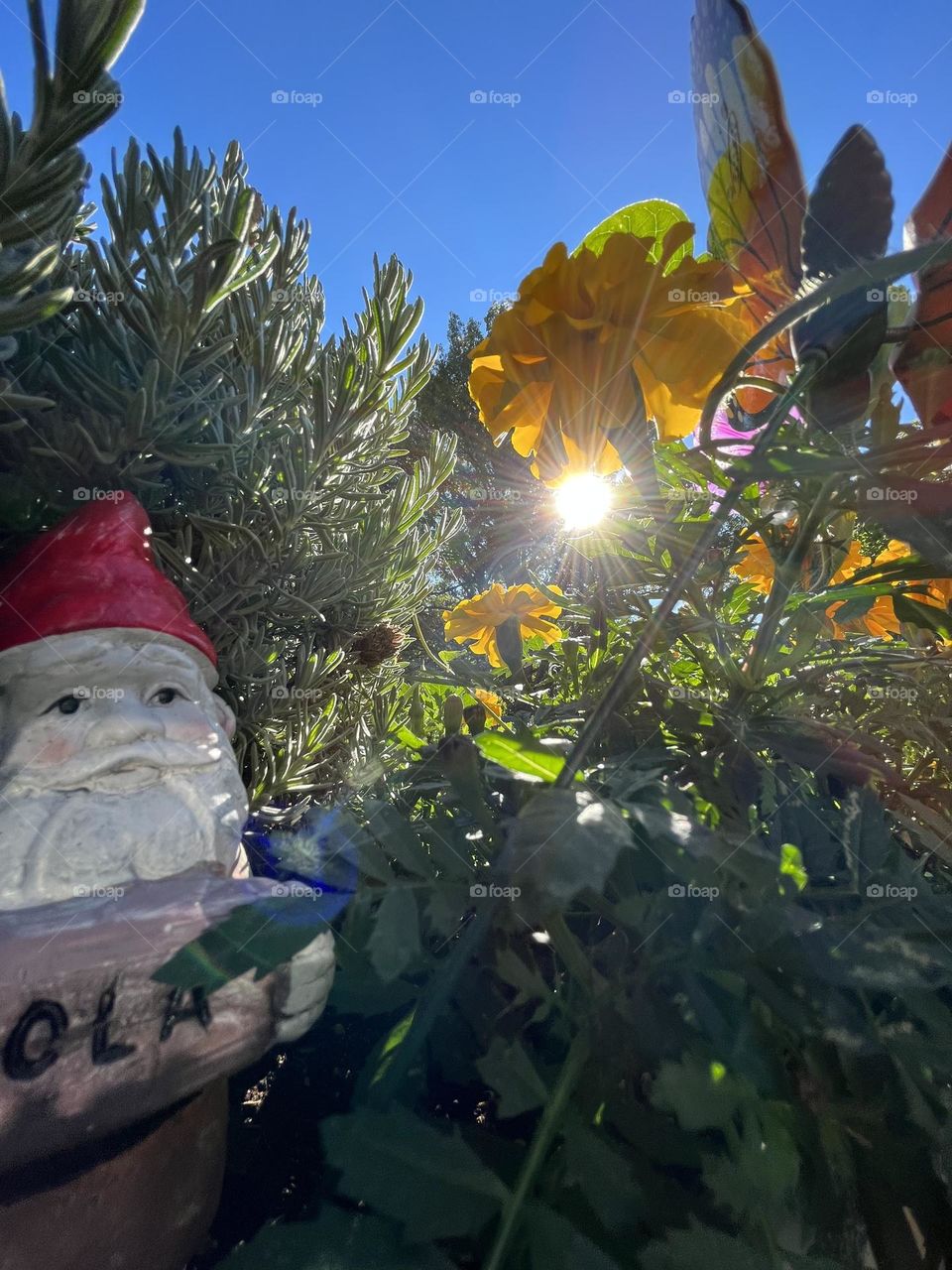 Sun shining through marigolds with gnome standing by