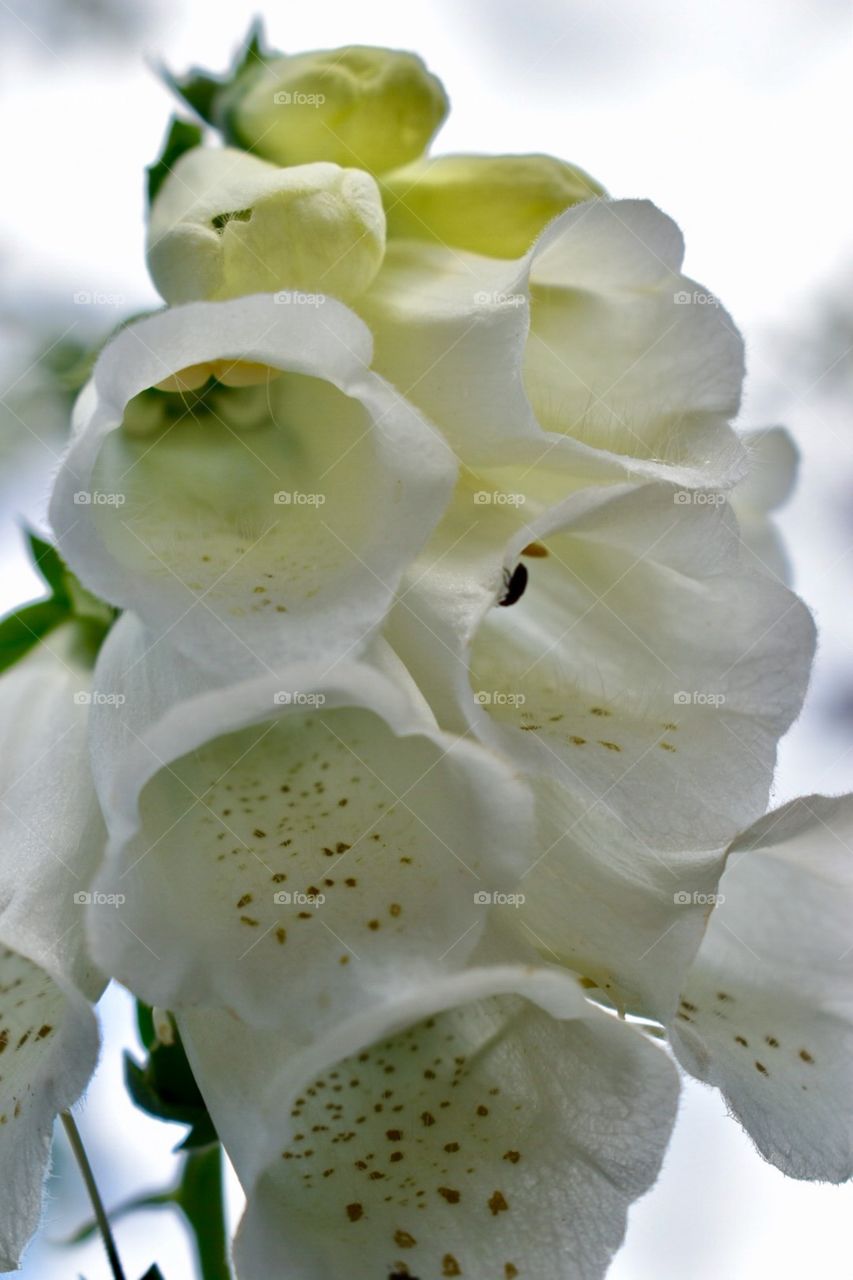 White flowers, bells