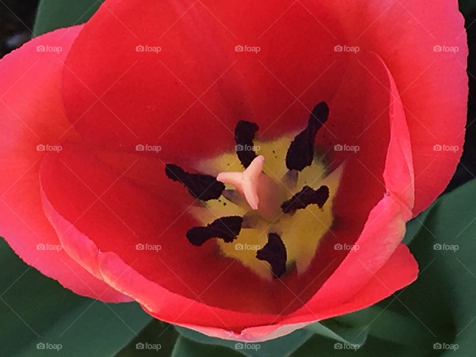 Red Tulip -Close Up