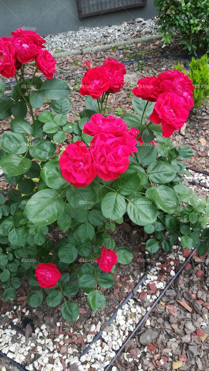 Roses are awesome