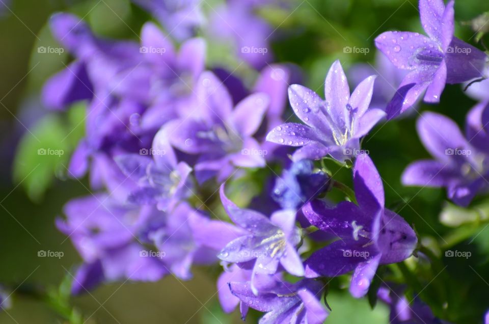 Flowers in the garden