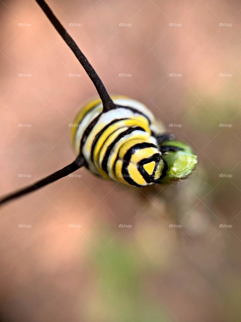 Best Macro Shot - Monarch Larvae feeding on milkweed - Milkweed is the only plant they eat. Monarch butterflies go through four stages during one life cycle and through four generations