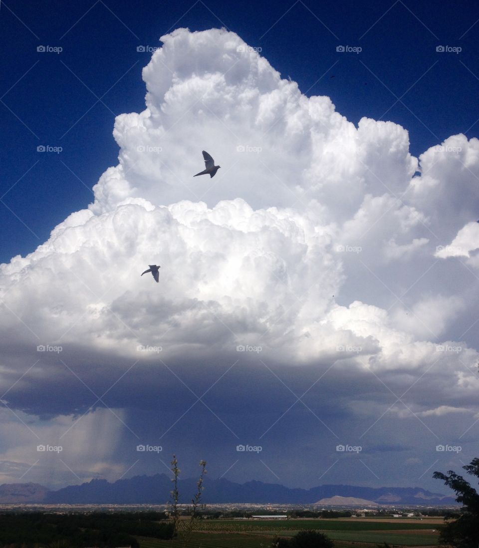 Thundercloud with birds. Monstrous cloud