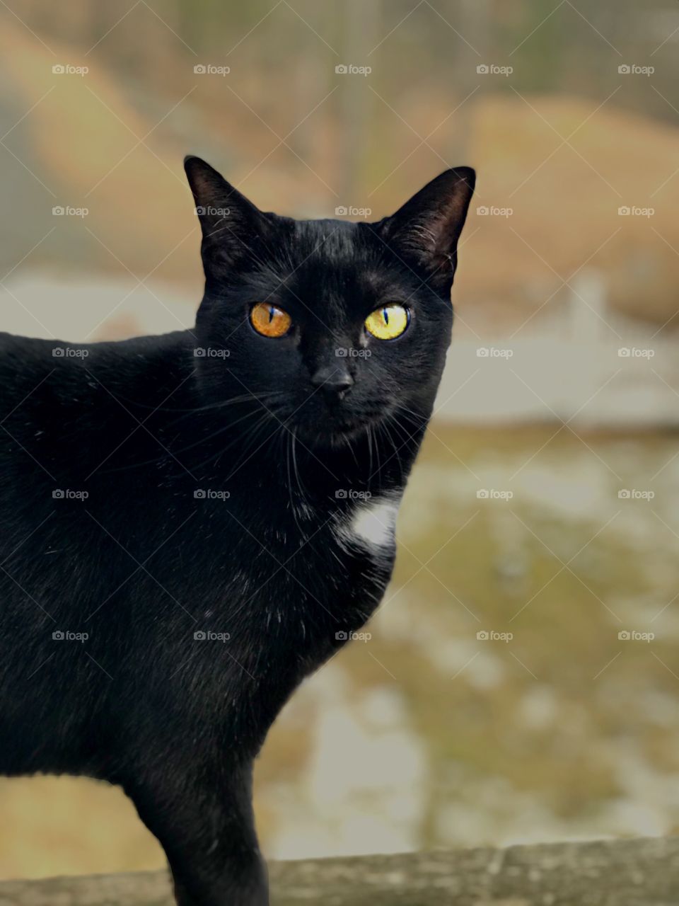 Perfect Portrait; Cat standing outside for a perfect shot, heterochromia eyes