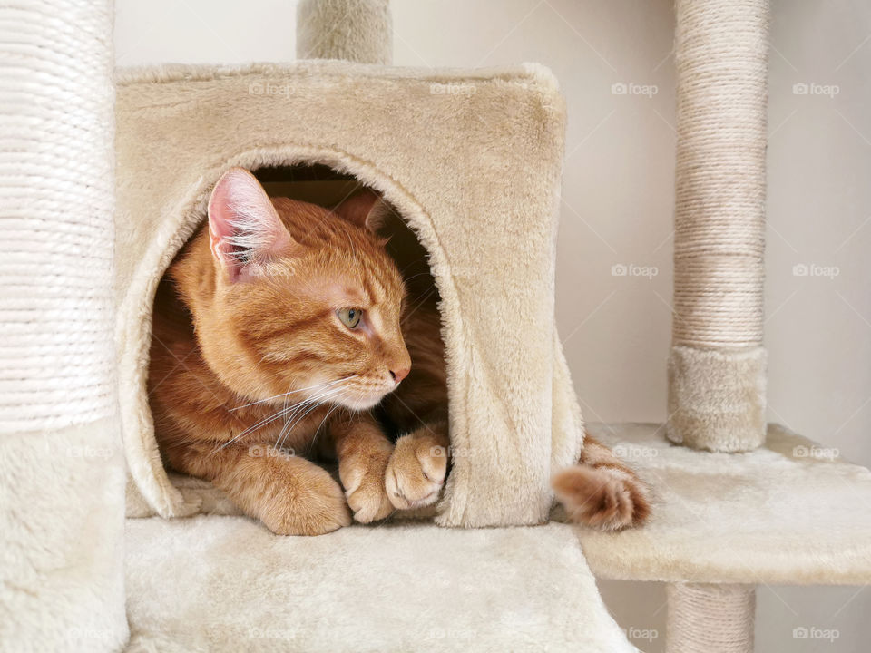 Ginger cat sitting on the cat activity center or on the tower. Copy space is on the right side. Selective focus.