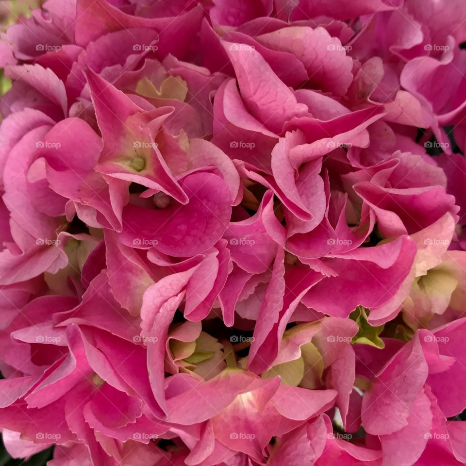 Pink hydrangea 