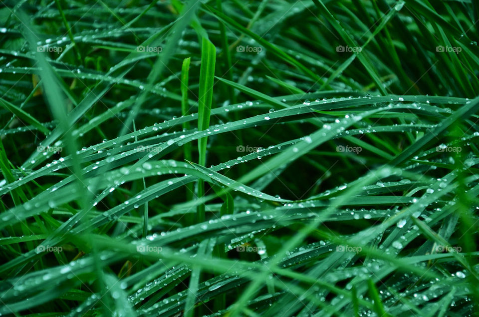 green nature macro grass by danielliphotography