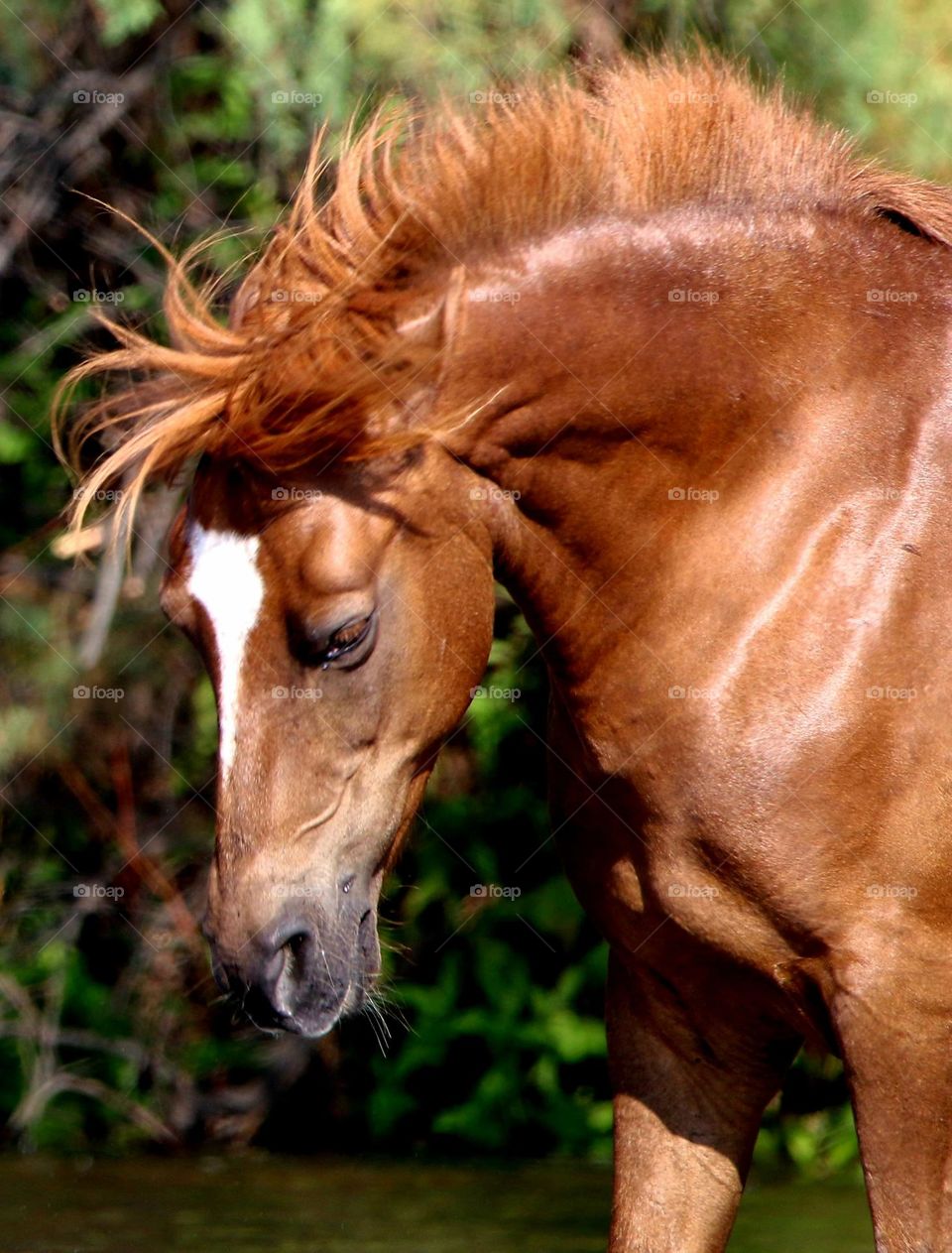 Portrait of a Wild Horse