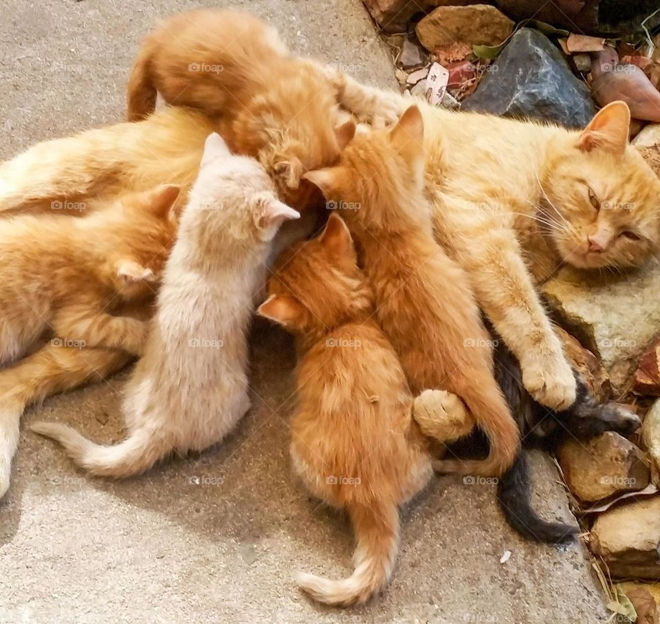 A ginger cat feeding her kittens lying in the sun