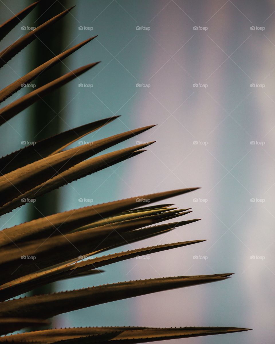 Close-up of cactus shapes